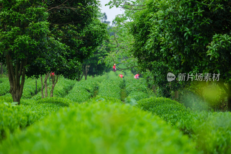 春天的长沙乌山茶场航拍