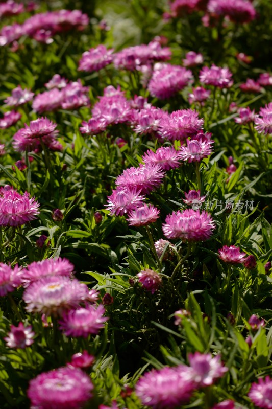 厦门园博苑郁金香花展上的蜡菊