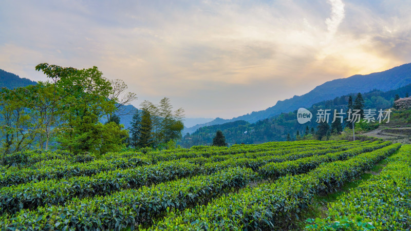 黄昏下的春季茶园