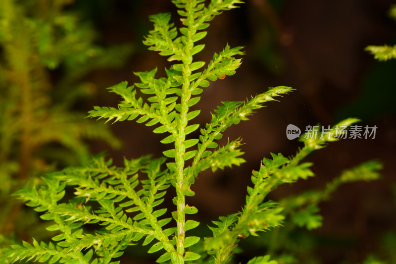 绿色蕨类植物枝叶的微距特写