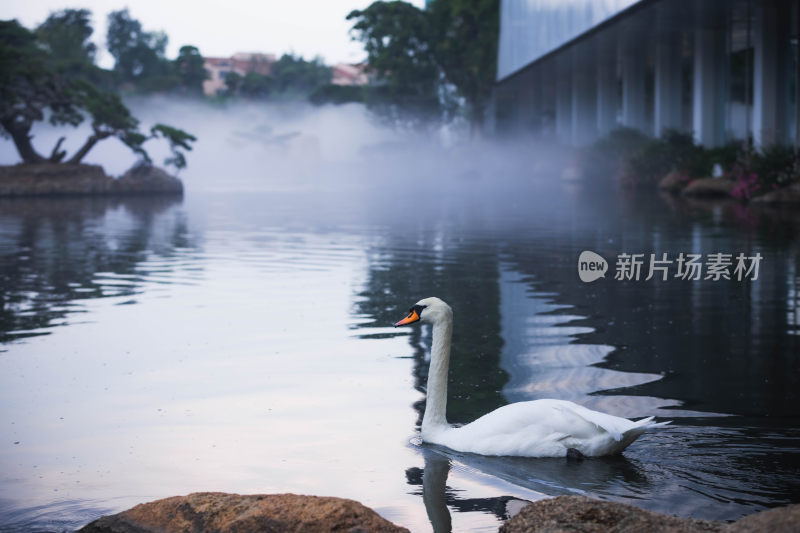 静谧湖泊上的天鹅