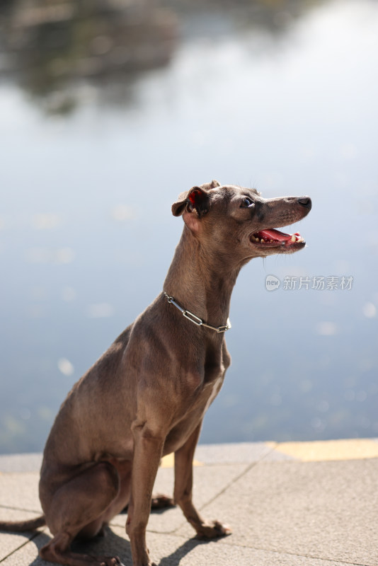 坐在湖边的意大利小灵缇犬