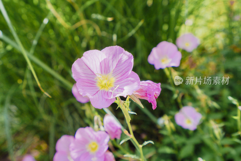 盛开的五颜六色的花朵