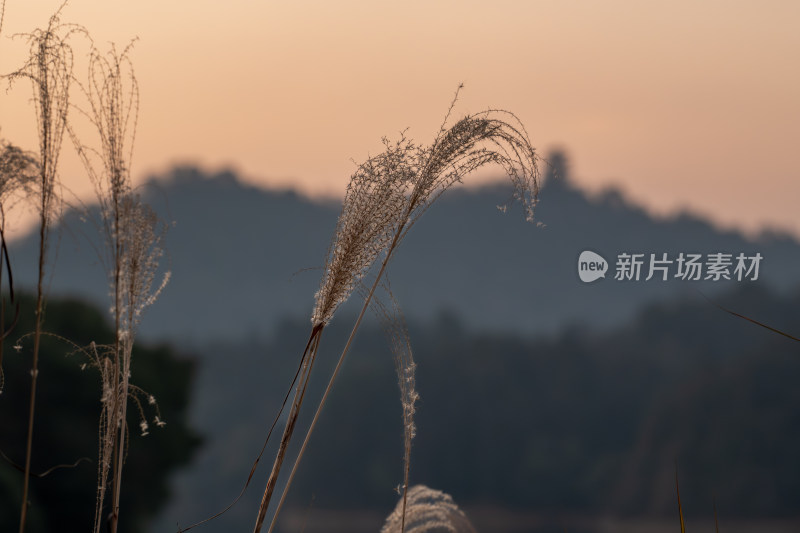 日落余晖下的芦苇