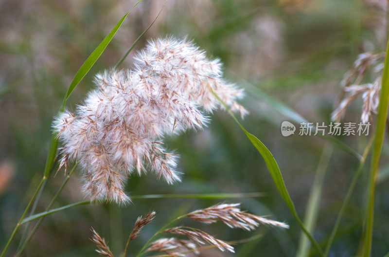 秋季田野里的芦苇花