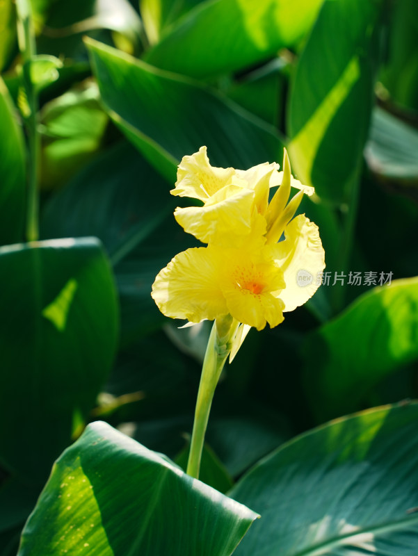 大花美人蕉花朵特写