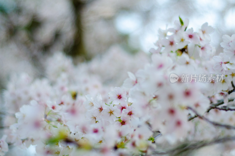 繁茂盛开的樱花