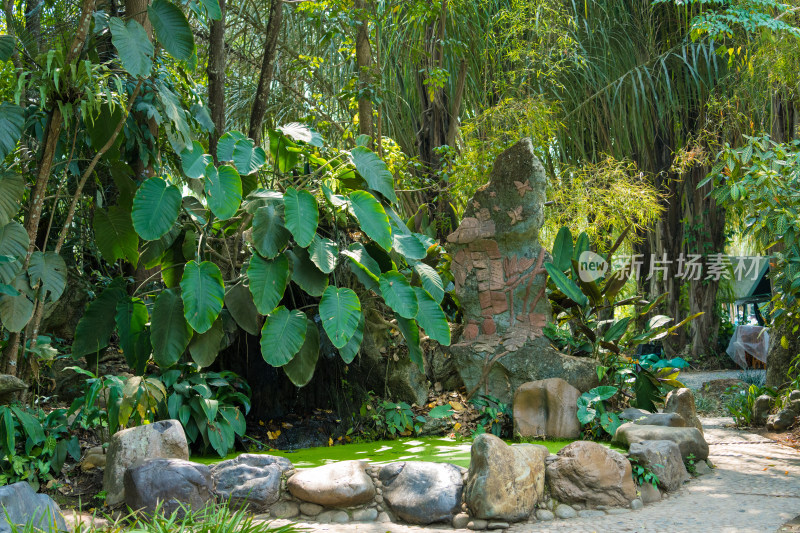 西双版纳中科植物园里的绿植景观