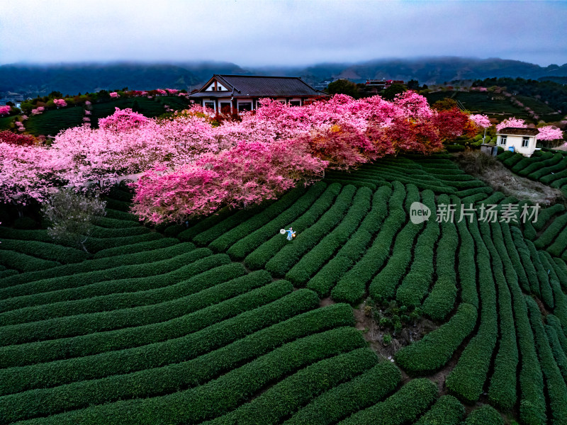 福建龙岩台品樱花院茶园樱花相映成趣照片