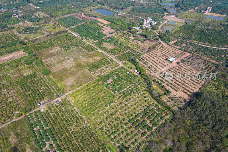 湛江红江农场廉江红橙种植园