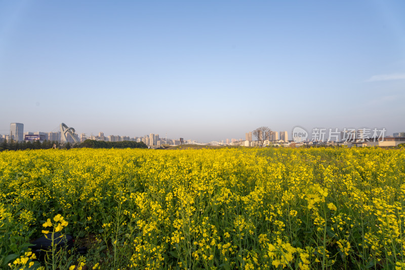 油菜花