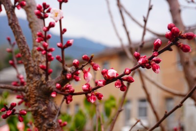 梅花花苞未盛开的梅花特写背景