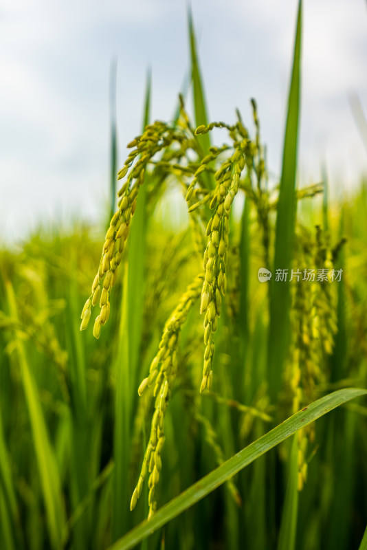 水稻稻谷稻穗农业种植