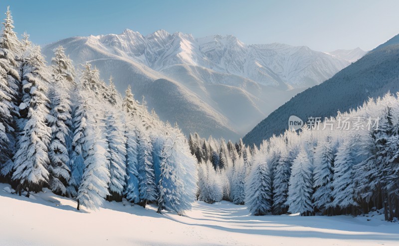 冬季森林白雪覆盖风景