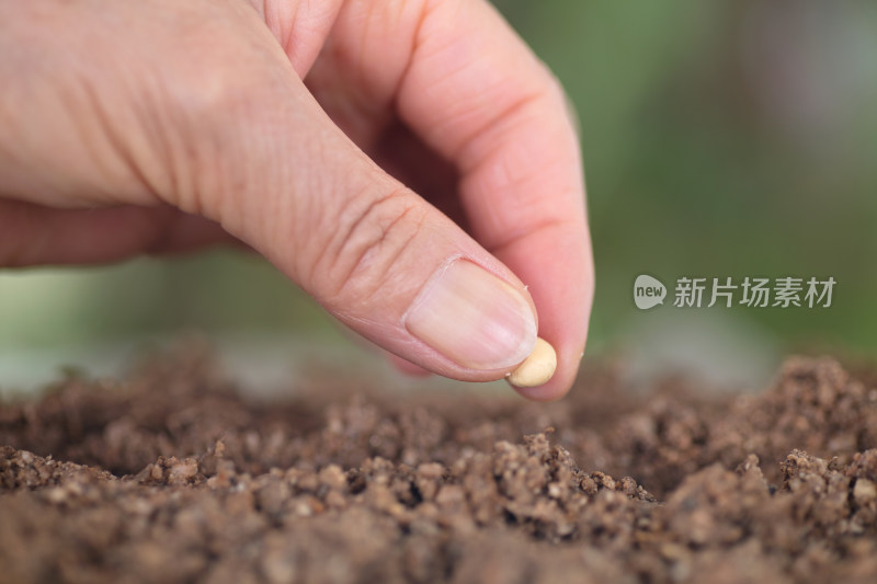 手拿一粒黄豆种在土壤里特写