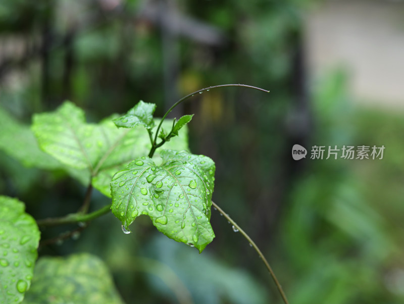 春天绿色的树叶叶子和上面的雨滴水滴露水