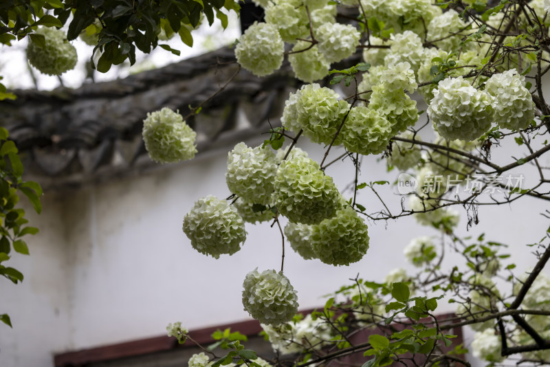 苏州园林拙政园春日木绣球盛开