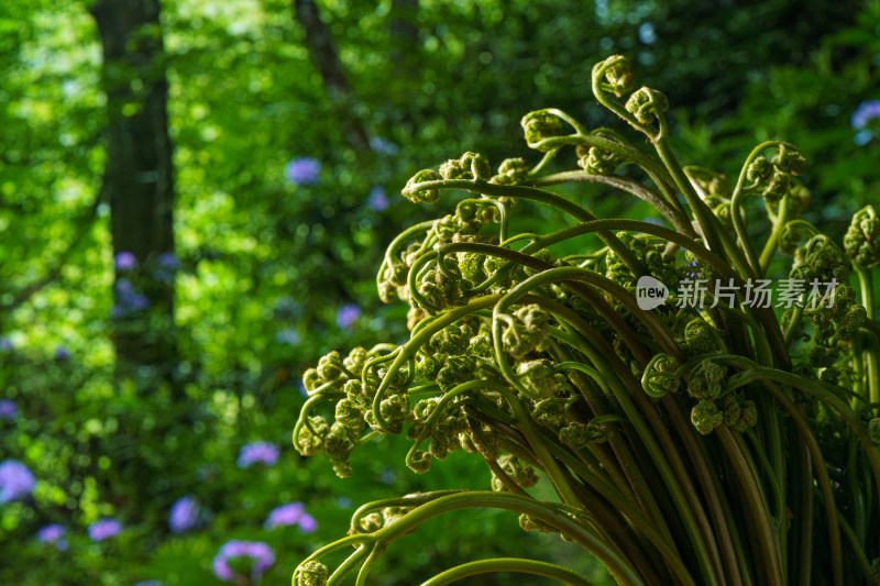 单色背景下的新鲜蕨菜