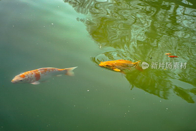 锦鲤金鱼鲤鱼在水中游动