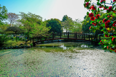 有小溪的春日树林风景