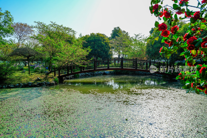 有小溪的春日树林风景