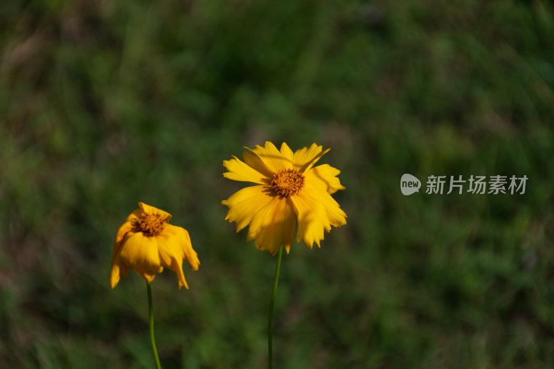 阳光下的黄色花朵特写