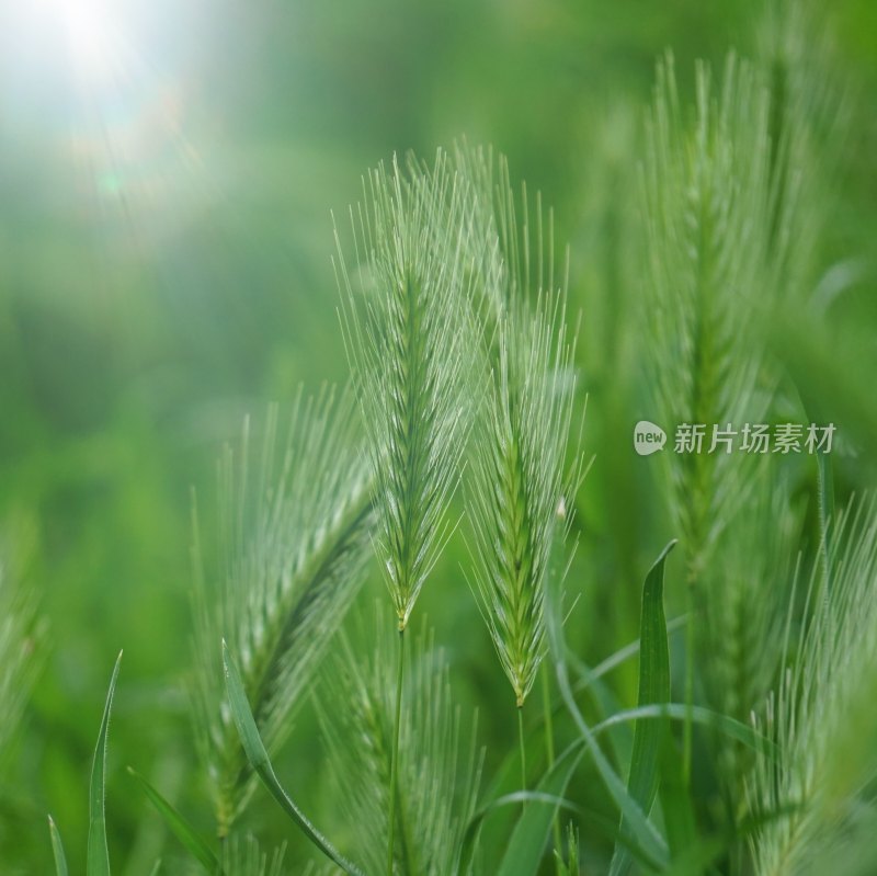 绿色小麦绿油油的麦田