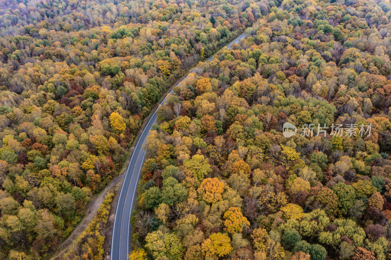 秋季森林与道路