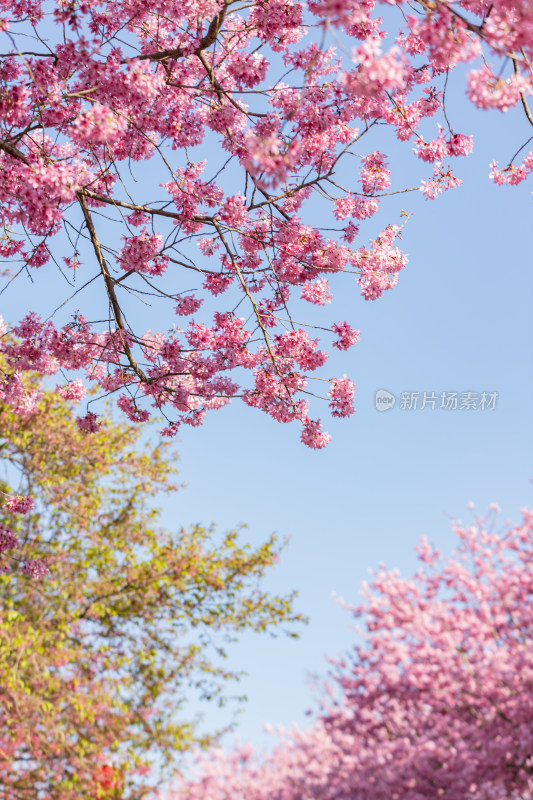 樱花盛开