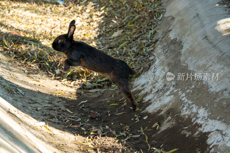 黑色兔子户外跳跃瞬间