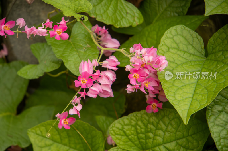 珊瑚藤粉红绿叶鲜花盛开