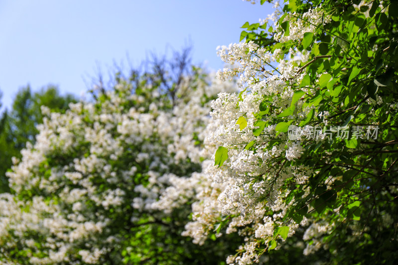 春天四月丁香花花卉开放治愈清新