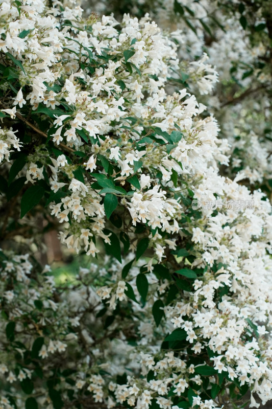 北京国家植物园猬实花