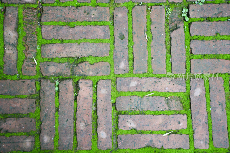 石砖缝绿色苔藓