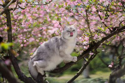 海棠花和英国短毛猫银渐层