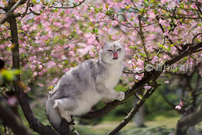 海棠花和英国短毛猫银渐层