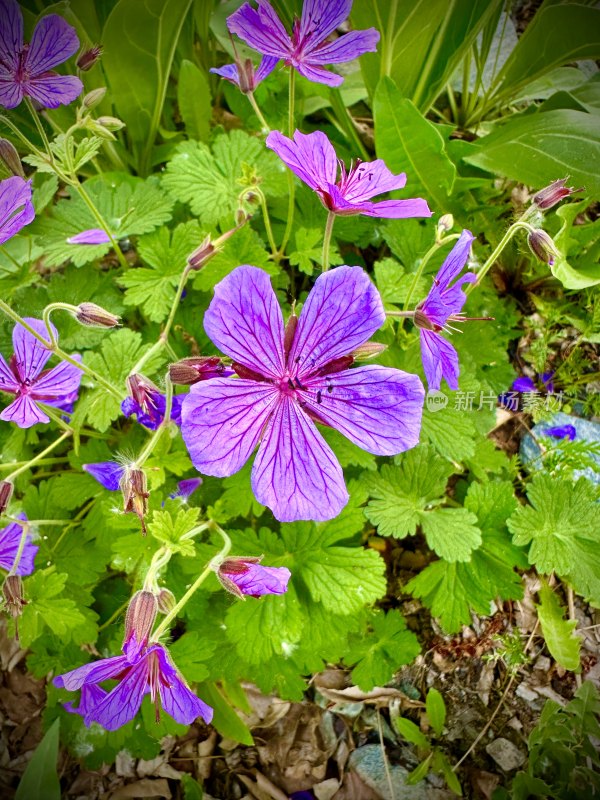 盛开的花