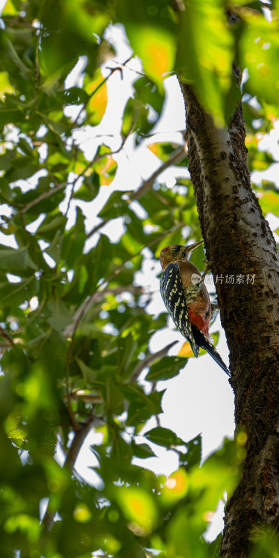 大斑啄木鸟（Dendrocopos major）