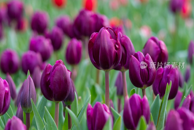 色彩鲜艳的粉色郁金香花海