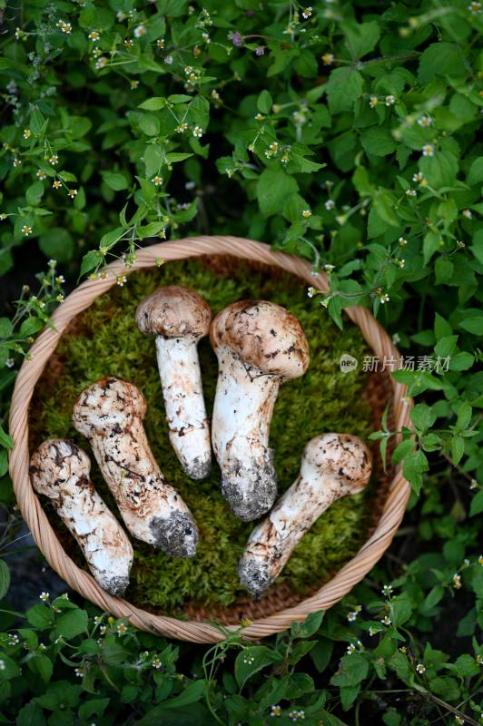 甘孜州野生松茸