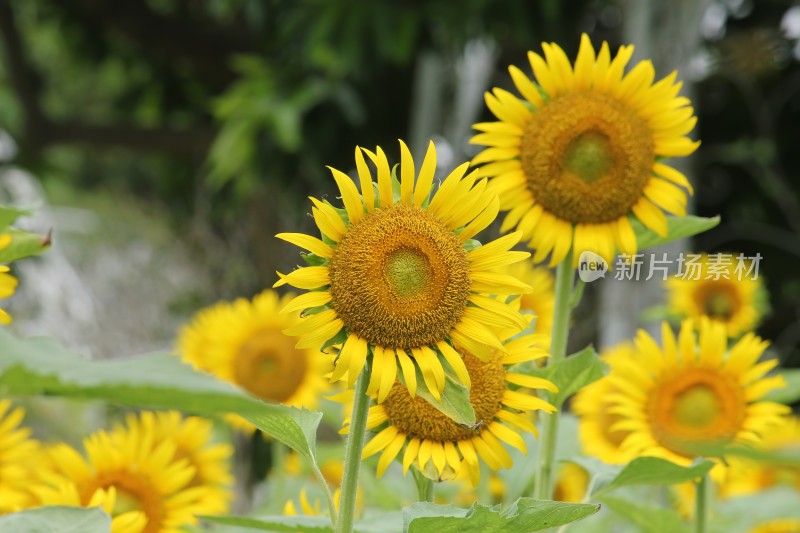 大片向日葵花田绿叶黄花生机勃勃