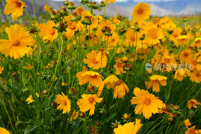 金鸡菊花丛