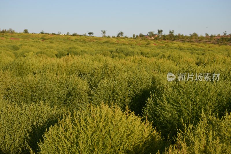 天山  奇异  植物  花海  伊犁  新疆