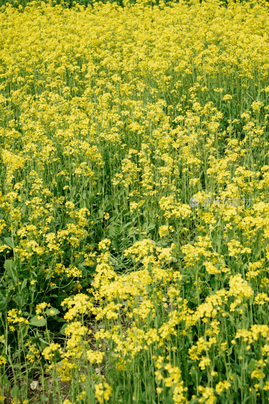 北京温榆河公园油菜花田