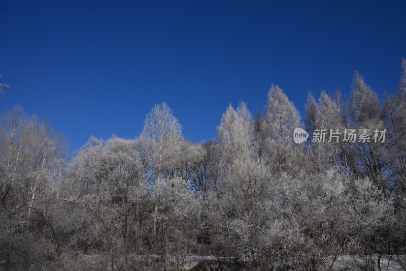 蓝天映衬下的雾凇树林全景