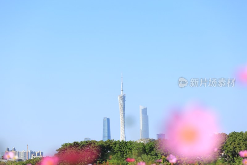 广州城市天际线与花卉景观