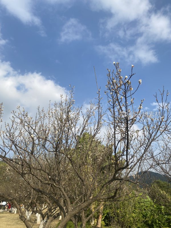 广州萝岗香雪公园梅花盛开