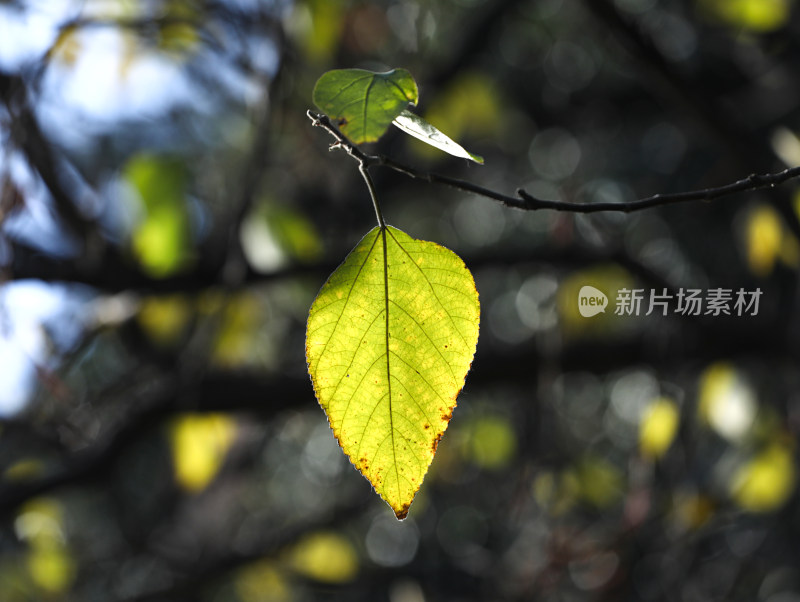 春天阳光下闪闪发光的绿色树叶叶子的风景