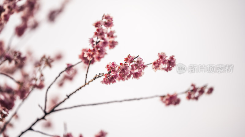 特写粉色樱花枝