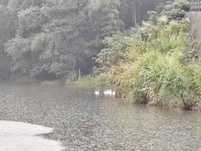 雨中河边有鹅的自然景象